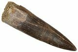 Fossil Plesiosaur (Zarafasaura) Tooth - Morocco #349877-1